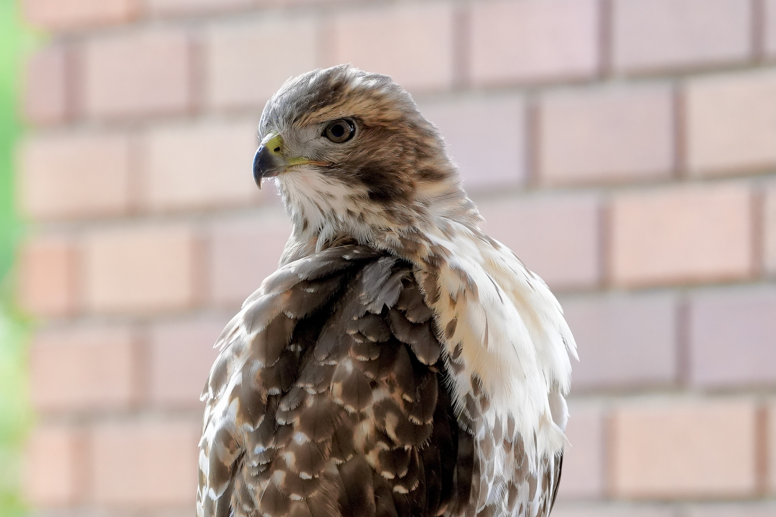 Red-tailed Hawks N1 and N2